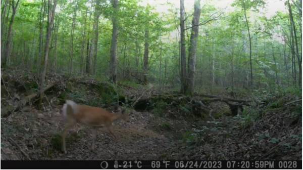 0 Ridgetop Rd, Hampshire, TN 38461