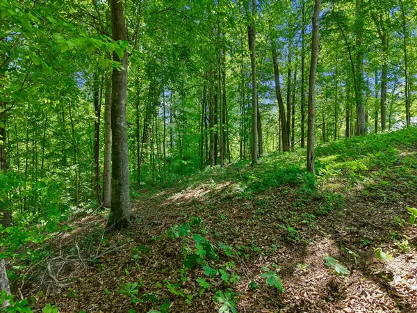 0 Casparis Road, Franklin, TN 37064