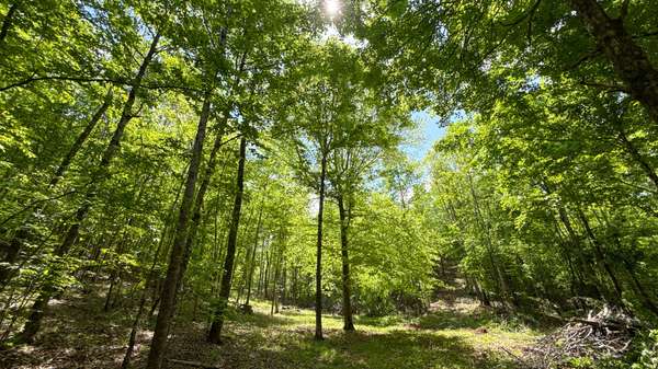 1 Hwy 100, Centerville, TN 37033