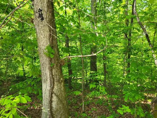 0A Red Ash Rd, Sugar Tree, TN 38380