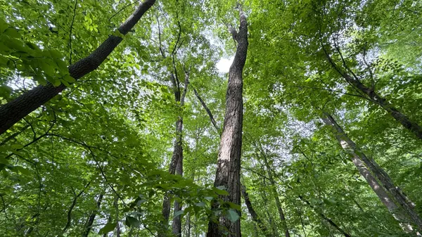 0 Murphy Hollow Rd, Trenton, GA 30752