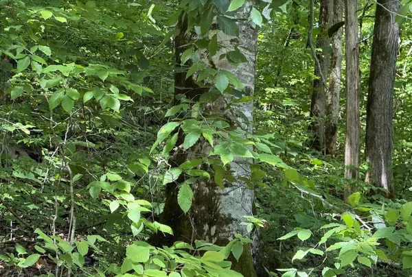 0 Spring Creek Road, Cookeville, TN 38501