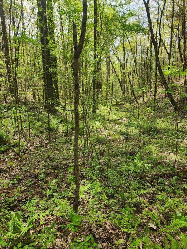 0 Chestnut Mountain Road, Reliance, TN 37369