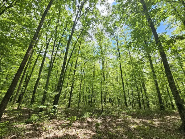 6 Beechwood Trail, Coalmont, TN 37313