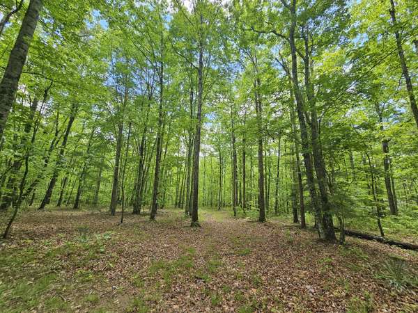 6 Beechwood Trail, Coalmont, TN 37313