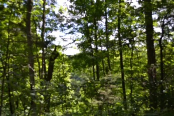 0 Beauchamp Rd, Burkesville, KY 42717