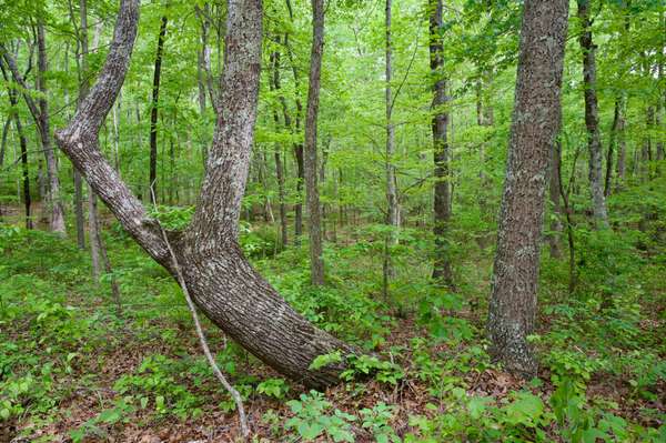 0 Hills Cemetery Rd, Spencer, TN 38585