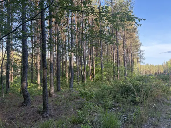 0 Black Bear Lane, Sunbright, TN 37872