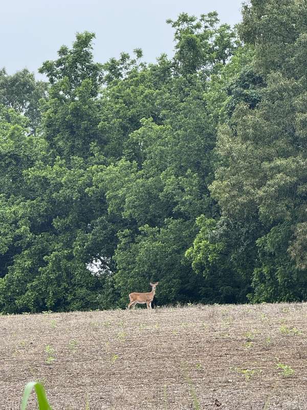 325 Harts Mill Rd, Atwood, TN 38220