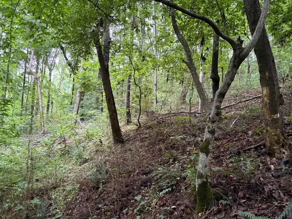 0 Ivy Hollow Rd, Mount Pleasant, TN 38474