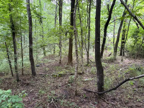 0 Ivy Hollow Rd, Mount Pleasant, TN 38474