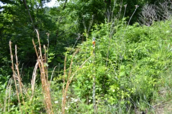 0 Circle Road, Burkesville, KY 42717