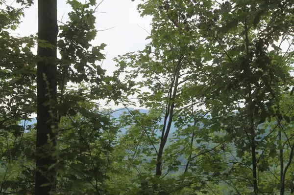 3 Straight Fork Road, Huntsville, TN 37756