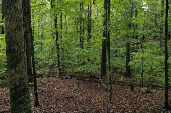 0 Fawnwood, Spring City, TN 37381