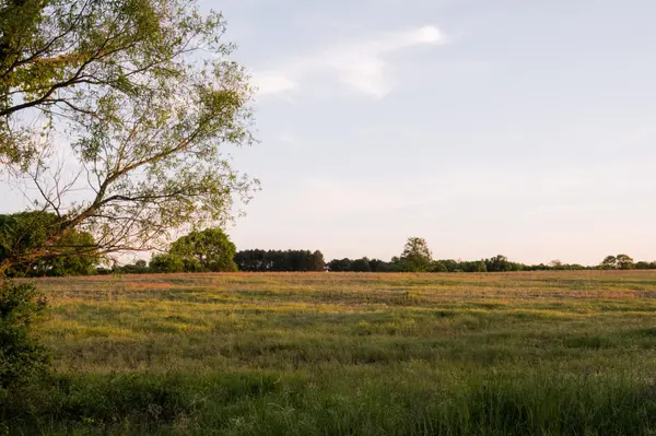 778 County Road 65, Collinsville, AL 35961