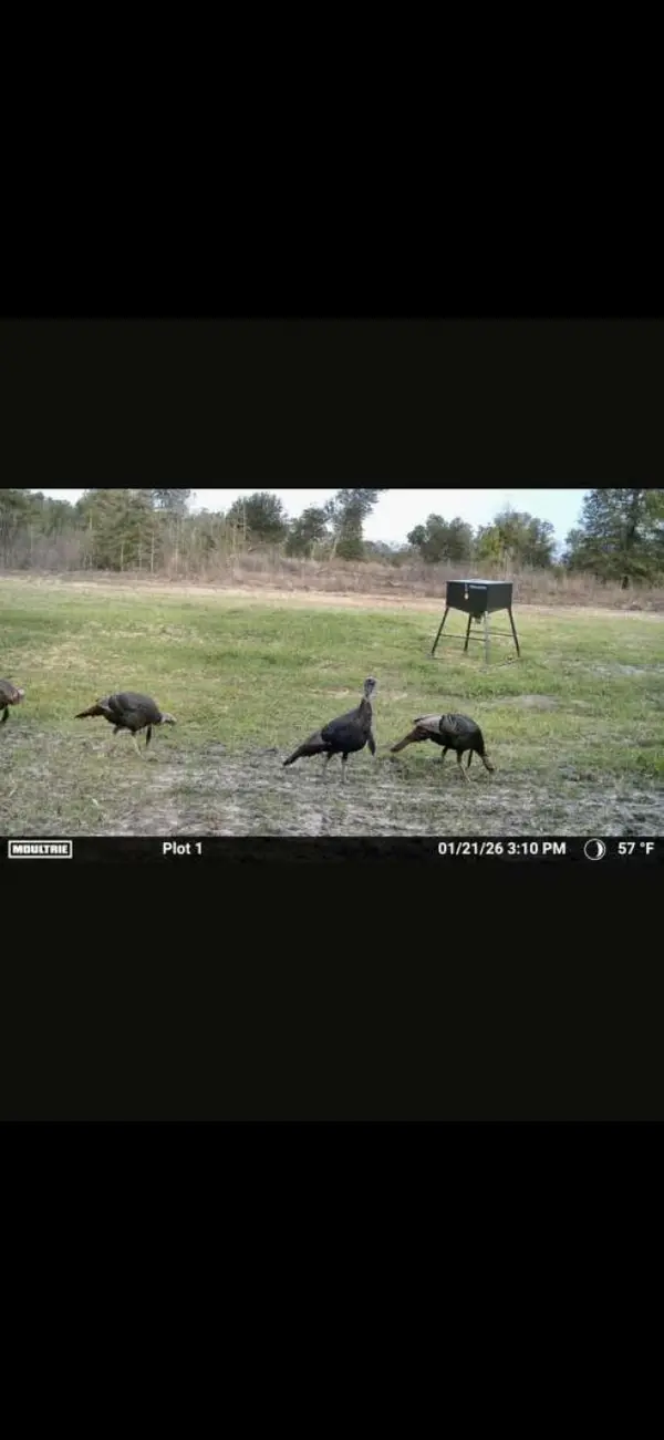 0 Sealy Wells Rd, Cottonwood, AL 36320