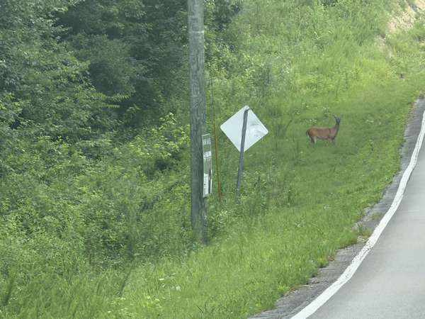 0 Andy Thomas Road, Sale Creek, TN 37373