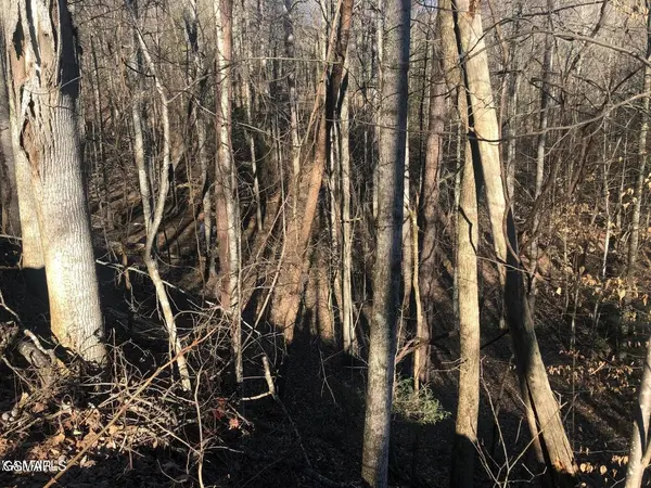 68 Yellowwood Drive, Sevierville, TN 37876