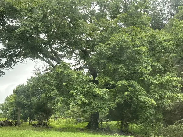 0 Pea Ridge Rd, Chestnut Mound, TN 38552