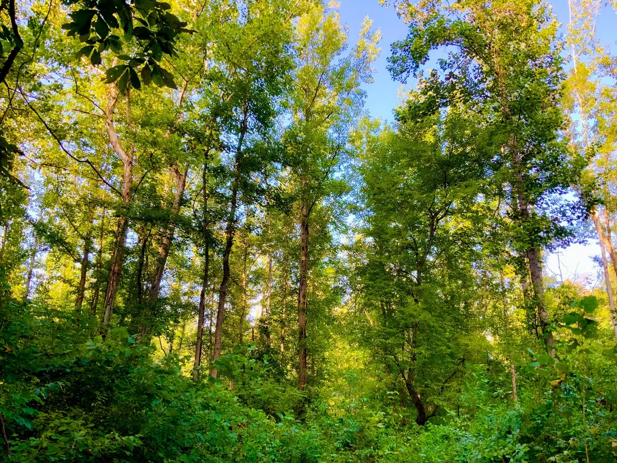 0 Copper Springs Road, Springville, TN 38256