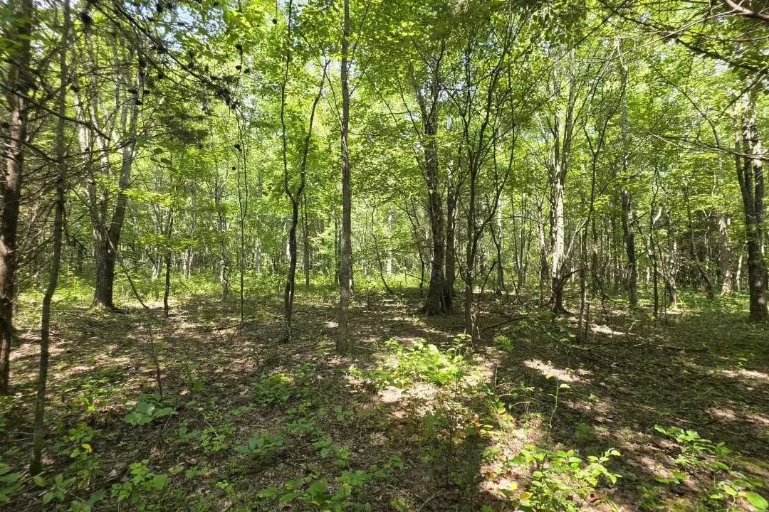 0 N Old Military Rd, Summertown, TN 38483