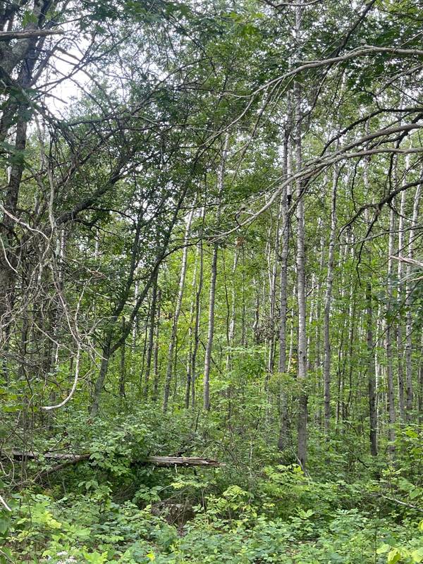 Lot 4 Patriot Ave, Pequot Lakes, MN 56472