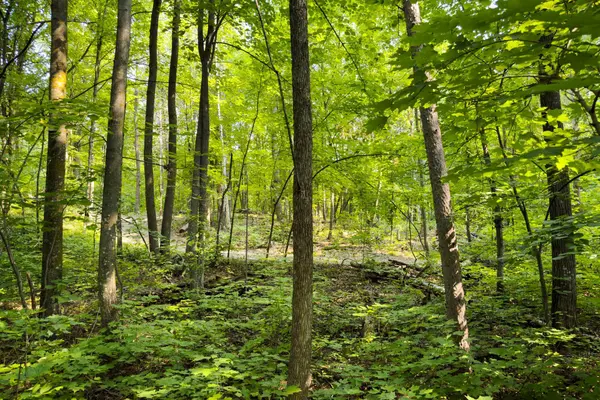 Lot 2 Turtle Lake DR NW, Walker, MN 56484