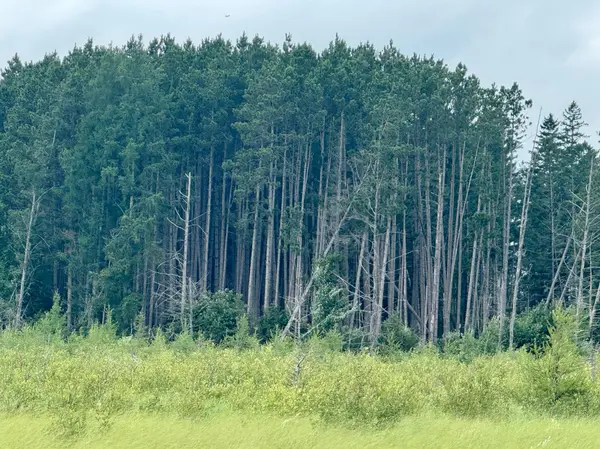 TBD 20th St. SW 20 St. SW, Pine River, MN 56474