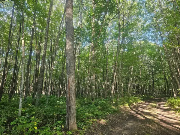 Lot 2 Ken Can Lane, Webster, WI 54893