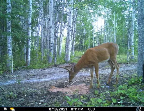 TBD W County Road 3, International Falls, MN 56669