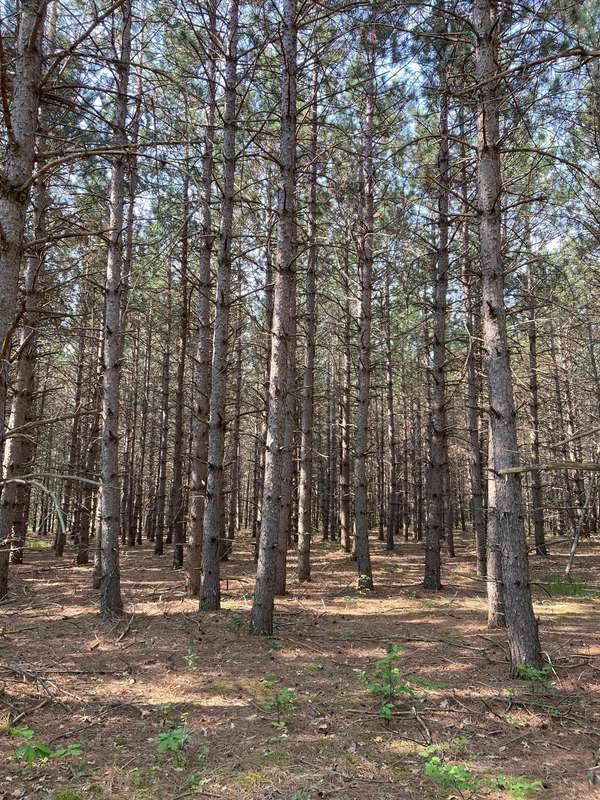 lot 2 Fawn Lake RD, Crosslake, MN 56442
