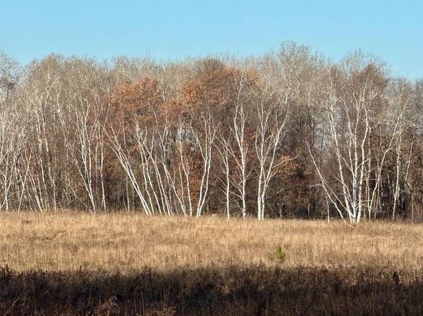 26XXX 175th Ave, Fort Ripley, MN 56449