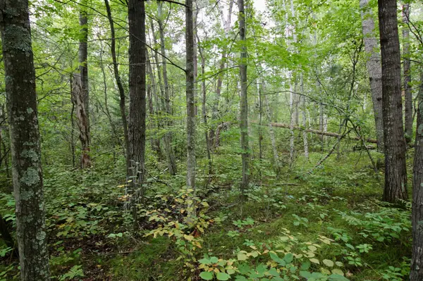 TBD Gravdahl DR, Pequot Lakes, MN 56472