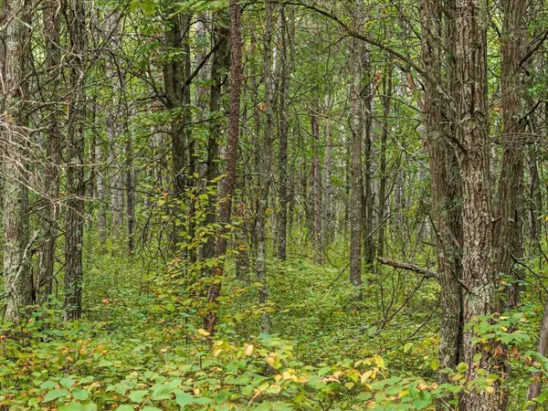 Lot D Sandbar Lane, Merrifield, MN 56465