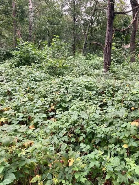 Lot 39 & 40 Owl CIR, Breezy Point, MN 56472