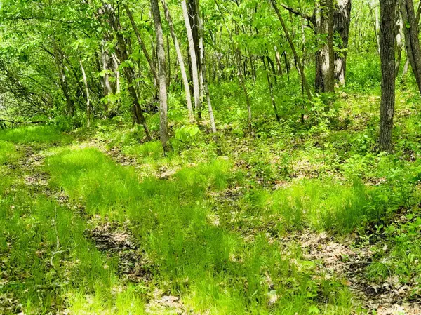 Lot 4 Canterbury Sands Trail, Battle Lake, MN 56515