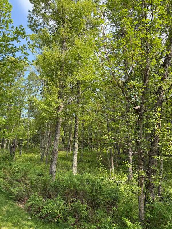 0 Sugarloaf RD, Crosslake, MN 56442
