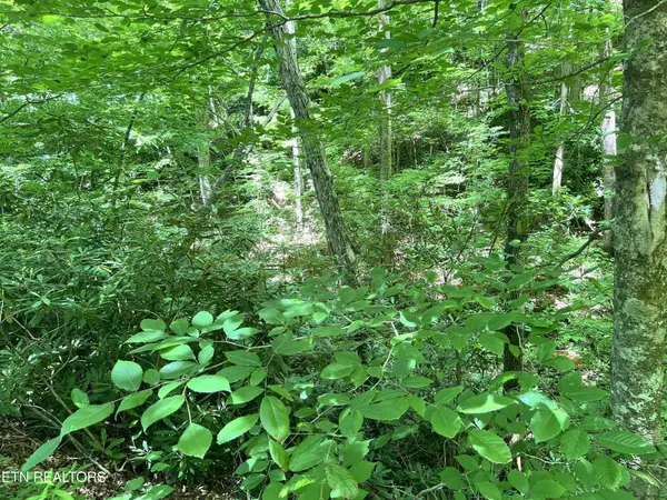 0 Fir Drive, Sevierville, TN 37876