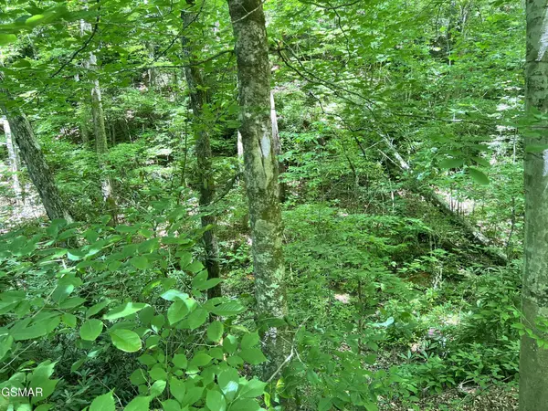 110 Fir Drive, Sevierville, TN 37876