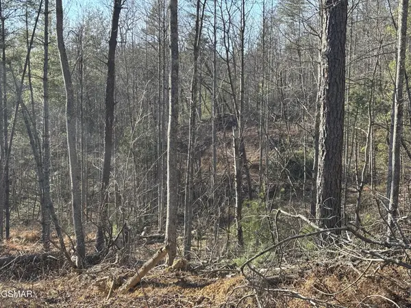 1 Bull Mountain Road, Del Rio, TN 37727