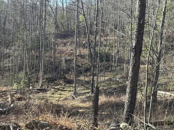 1 Bull Mountain Road, Del Rio, TN 37727