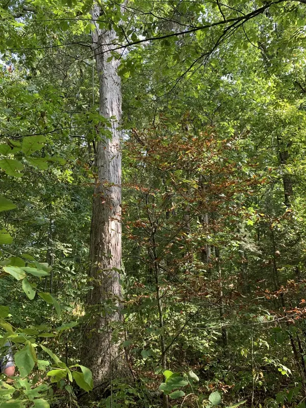 0 Glendale Road, Bybee, TN 37713