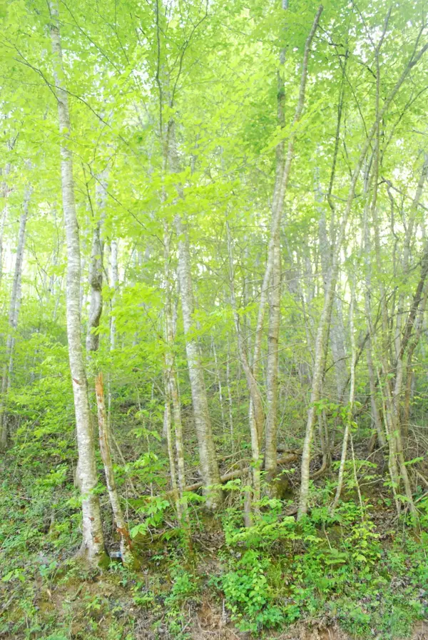 1132 Cole Lane, Gatlinburg, TN 37738