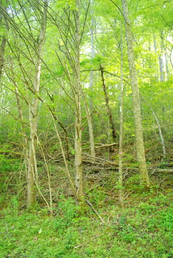 1132 Cole Lane, Gatlinburg, TN 37738