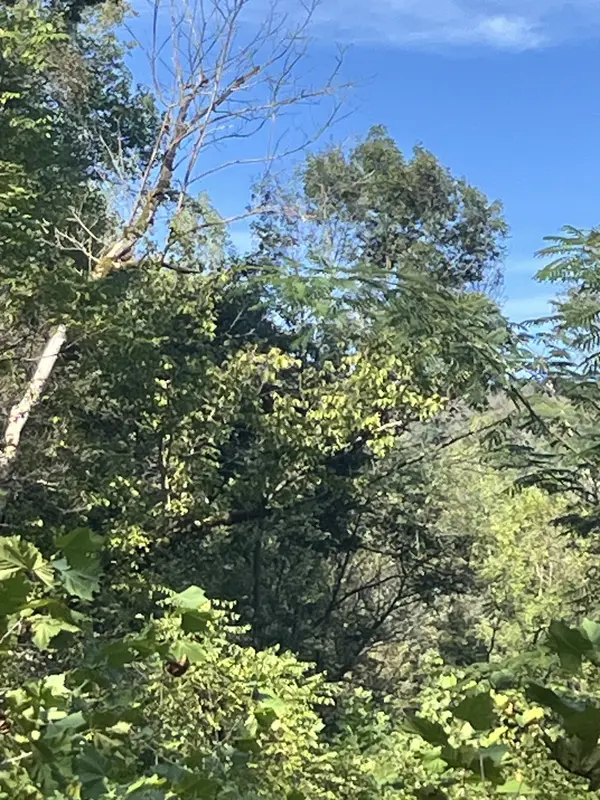 0 NEELEY CREEK RD, Celina, TN 38551