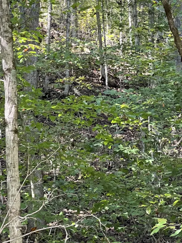0 NEELEY CREEK RD, Celina, TN 38551
