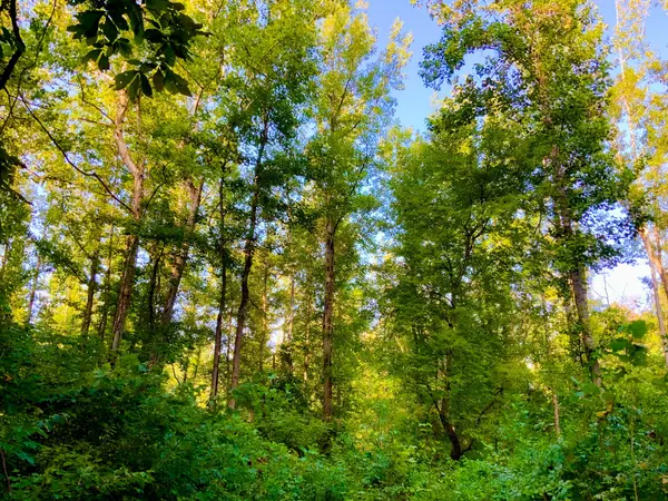 0 Copper Springs Road, Springville, TN 38256