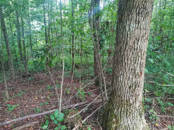 185 Raccoon Ridge, Spring City, TN 37381