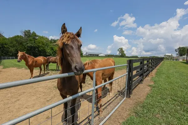 121 Wartrace Creek Rd, Wartrace, TN 37183