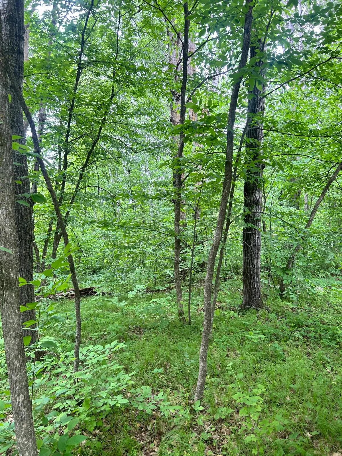 TBDx Flintstone Road, Cushing, MN 56443